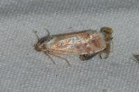 Rhyacionia buoliana
