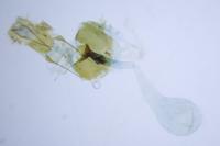 Rhyacionia buoliana