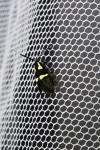 Dasycera oliviella