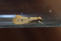 Tinea trinotella