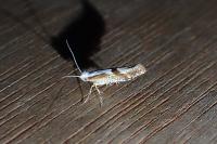 Argyresthia