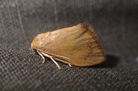 Heterogenea asella