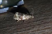Celypha lacunana