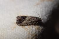 Cydia splendana
