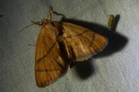 Apoda limacodes