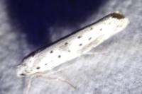 Yponomeuta irrorella