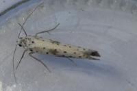 Yponomeuta irrorella