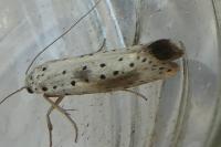 Yponomeuta irrorella