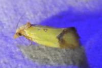 Agapeta zoegana