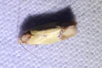 Agapeta zoegana