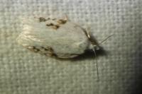 Acleris logiana/kochiella