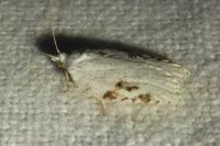 Acleris logiana/kochiella