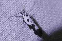 Ethmia quadrillella