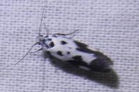 Ethmia quadrillella