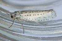 Yponomeuta evonymella