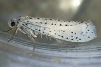 Yponomeuta evonymella