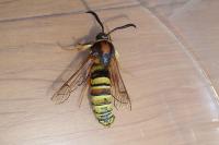 Sesia bembeciformis