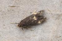 Oxypteryx atrella
