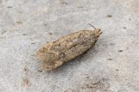 Bryotropha terrella