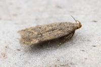 Bryotropha terrella