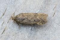 Bryotropha terrella