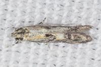 Blastodacna hellerella