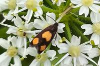 Pammene aurana