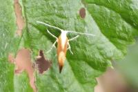 Argyresthia