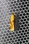 Epicallima formosella