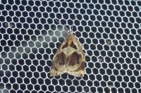 Archips crataegana