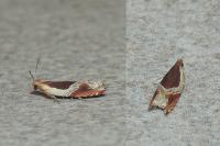 Ancylis unculana