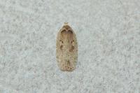 Agonopterix ocellana