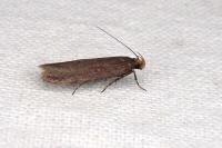 Filatima spurcella