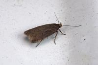 Filatima spurcella
