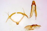 Filatima spurcella