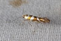 Argyresthia goedartella