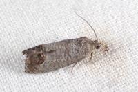 Cydia pomonella