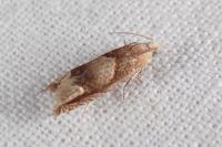 Eucosma conterminana