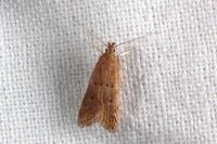Helcystogramma lutatella
