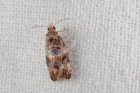 Lobesia botrana