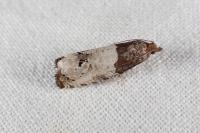 Notocelia roborana