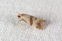 Phalonidia contractana