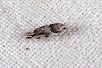 Recurvaria nanella