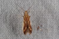 Metzneria aprilella