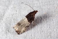 Notocelia roborana