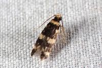 Oegoconia