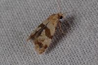 Phalonidia contractana