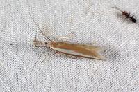 Pleurota aristella