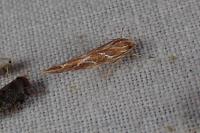Pyroderces argyrogrammos