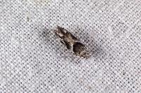 Recurvaria nanella
